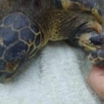 Baby Hawksbill turtle rescued from marine debris at Rawai Beach | Thaiger