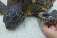 Baby Hawksbill turtle rescued from marine debris at Rawai Beach