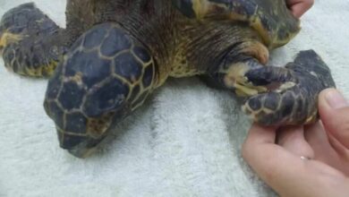 Baby Hawksbill turtle rescued from marine debris at Rawai Beach