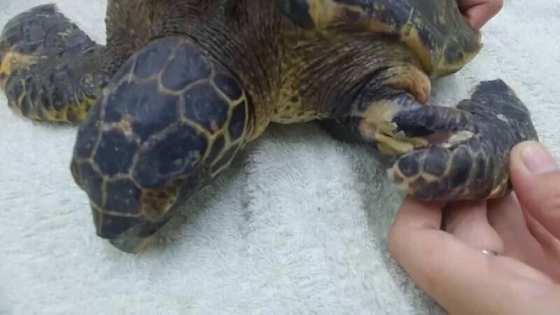 Baby Hawksbill turtle rescued from marine debris at Rawai Beach