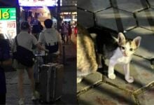 Chinese tourists accused of killing kitten with luggage