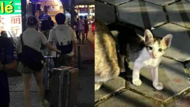 Chinese tourists accused of killing kitten with luggage