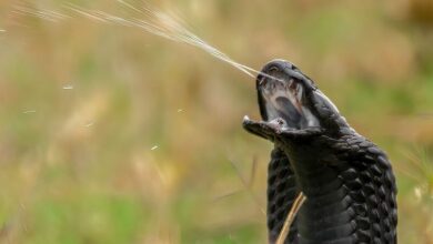 Thai wildlife rescuer remains comatose months after cobra bite