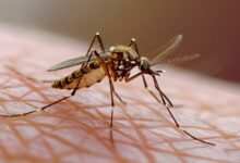 Dengue infections in Thailand reach record 44,387 cases in first six months of 2024 | Thaiger