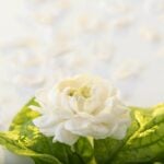 Thailand mothers day flowers: Best floral gifts and delivery options | Thaiger