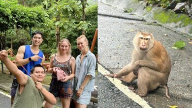 Officer monkeying around: Phuket cop saves Russian’s bag