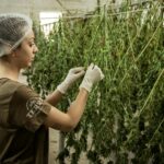 Medical cannabis Thailand legalisation and benefits for patients | Thaiger