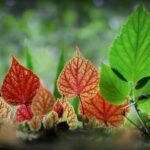 Rare Begonias turn Phitsanulok forest into a fairytale wonderland | Thaiger