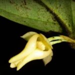 New tree species unearthed in Thai Geopark | Thaiger