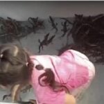 Fearless Thai child makes a splash with &#8216;crocs&#8217; of a different kind | Thaiger