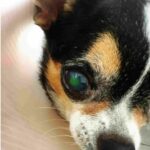 Chulalongkorn University introduces 3D miracle cure for dog eyes | Thaiger