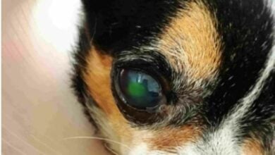 Chulalongkorn University introduces 3D miracle cure for dog eyes