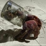 Similan Islands national park&#8217;s plea for hermit crab homes | Thaiger