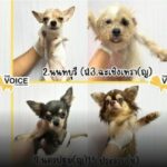 Paws for thought: Orphaned dogs named after 28 Thai provinces | Thaiger