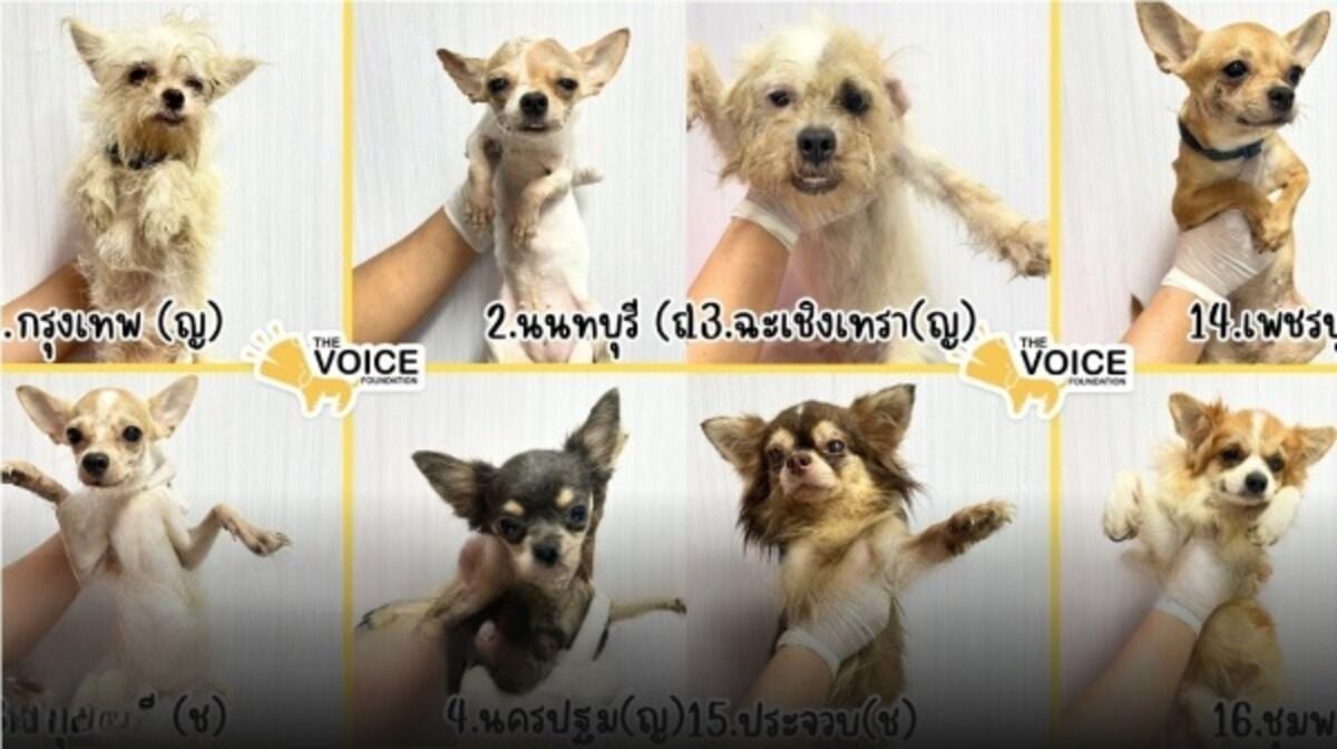 Paws for thought: Orphaned dogs named after 28 Thai provinces