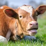 Surge in rabies cases among livestock including cows in Northeast Thailand raises alarms | Thaiger