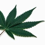 Is cannabis really safe? Here’s what you need to know | Thaiger