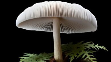 Thailand’s Department of Disease Control warns about poisonous wild mushrooms