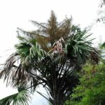 Thap Lan park risks losing 265,286 rai to land reform project | Thaiger