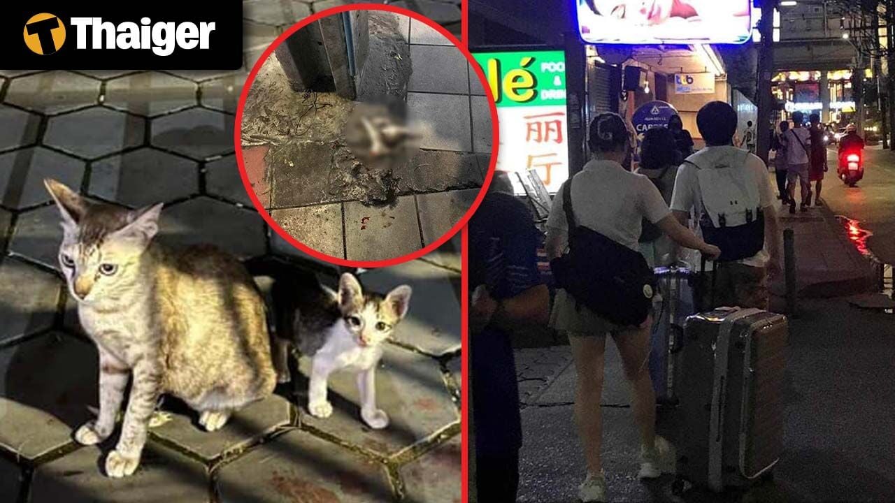 Thailand Video News | Chinese Tourists Accused of Killing Kitten with Luggage, British Tourist Rescued After Falling Off Cliff in Thailand 