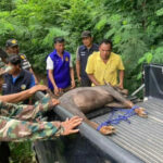 Wildlife tragedy: Thailand mourns as serow and tiger bite the dust | Thaiger