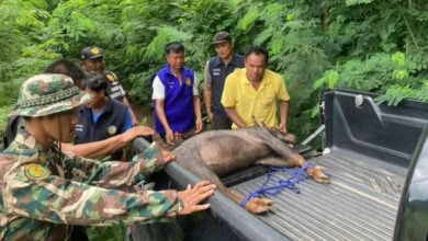 Wildlife tragedy: Thailand mourns as serow and tiger bite the dust