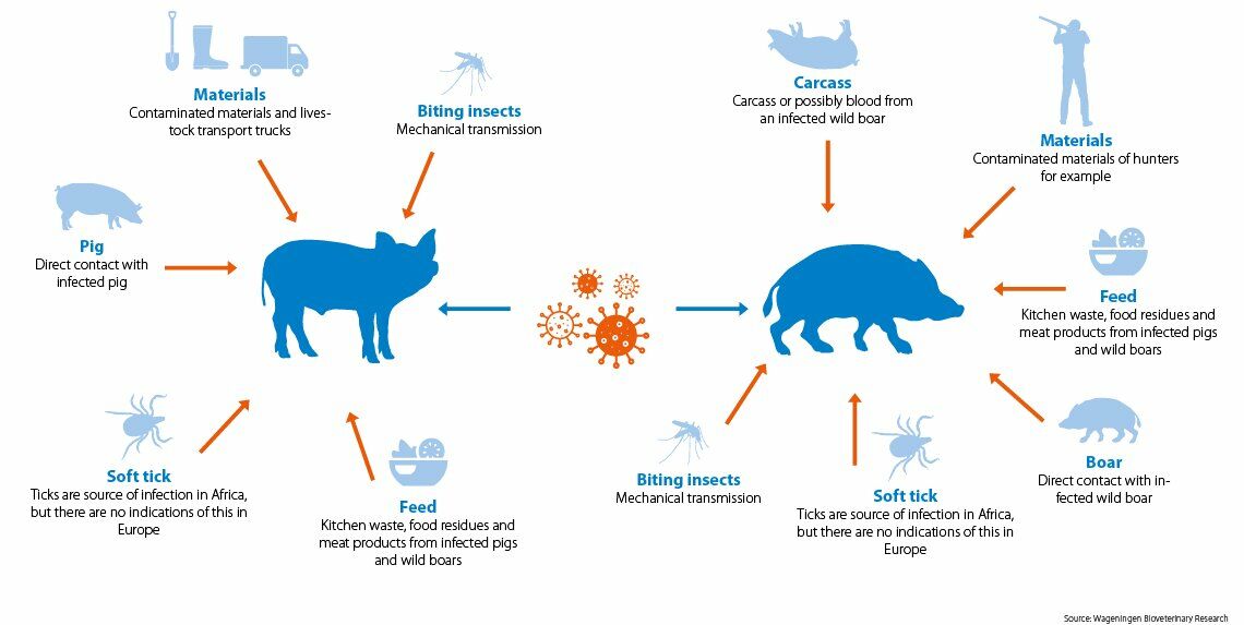 African swine fever outbreak reported in Chiang Mai | Thaiger