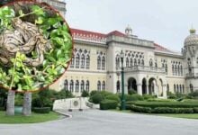 Python in Government House: Officials search to find slithery mum