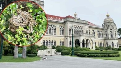 Python in Government House: Officials search to find slithery mum