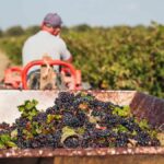 Berry misleading: Thailand picks apart fake Finland job offers | Thaiger