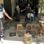 Woman arrested for illegal online wildlife trade in southern Thailand | Thaiger