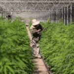Thailand&#8217;s high hopes: Cannabis convo ignites after doc&#8217;s article | Thaiger