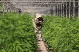 Thailand’s high hopes: Cannabis convo ignites after doc’s article