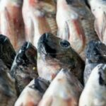 Thailand to investigate blackchin tilapia surge within seven days | Thaiger