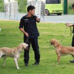 Thailand tops South Korea&#8217;s drug seizure list | Thaiger