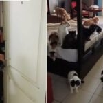 Thai tenant shocks owner by bringing 29 cats for one night (video) | Thaiger