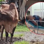 Central Thailand: Farmer injured by bull decides to sell all cattle | Thaiger