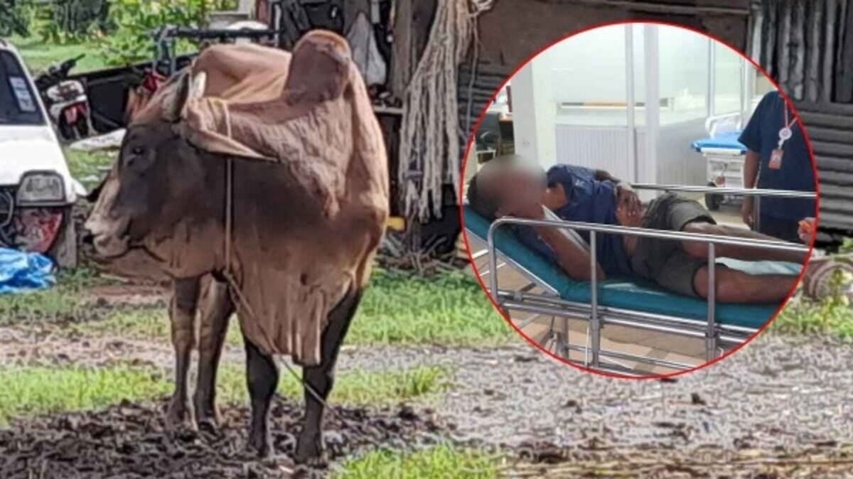 Central Thailand: Farmer injured by bull decides to sell all cattle