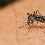 Phuket leads in dengue crisis: Kids worst hit in southern Thailand | Thaiger