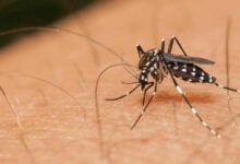 Phuket leads in dengue crisis: Kids worst hit in southern Thailand