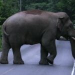 Thailand unveils plans for three elephant training centres | Thaiger