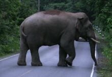Thailand unveils plans for three elephant training centres