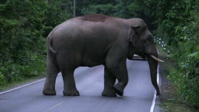 Thailand unveils plans for three elephant training centres