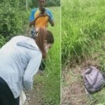 Detached blade from rice-cutting machine tragically kills farmer | Thaiger