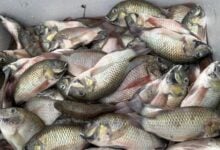 Blackchin tilapia threat leads to fish destruction in Phuket