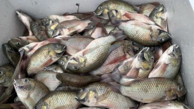 Blackchin tilapia threat leads to fish destruction in Phuket