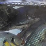 Tilapia trouble: Thailand orders crackdown on invasive fish invasion | Thaiger