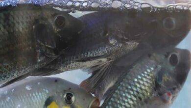 Tilapia trouble: Thailand orders crackdown on invasive fish invasion