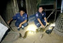 Giant python eats fighting cocks in Udon Thani coop raid
