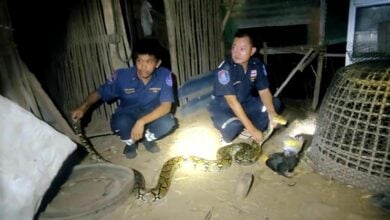 Giant python eats fighting cocks in Udon Thani coop raid